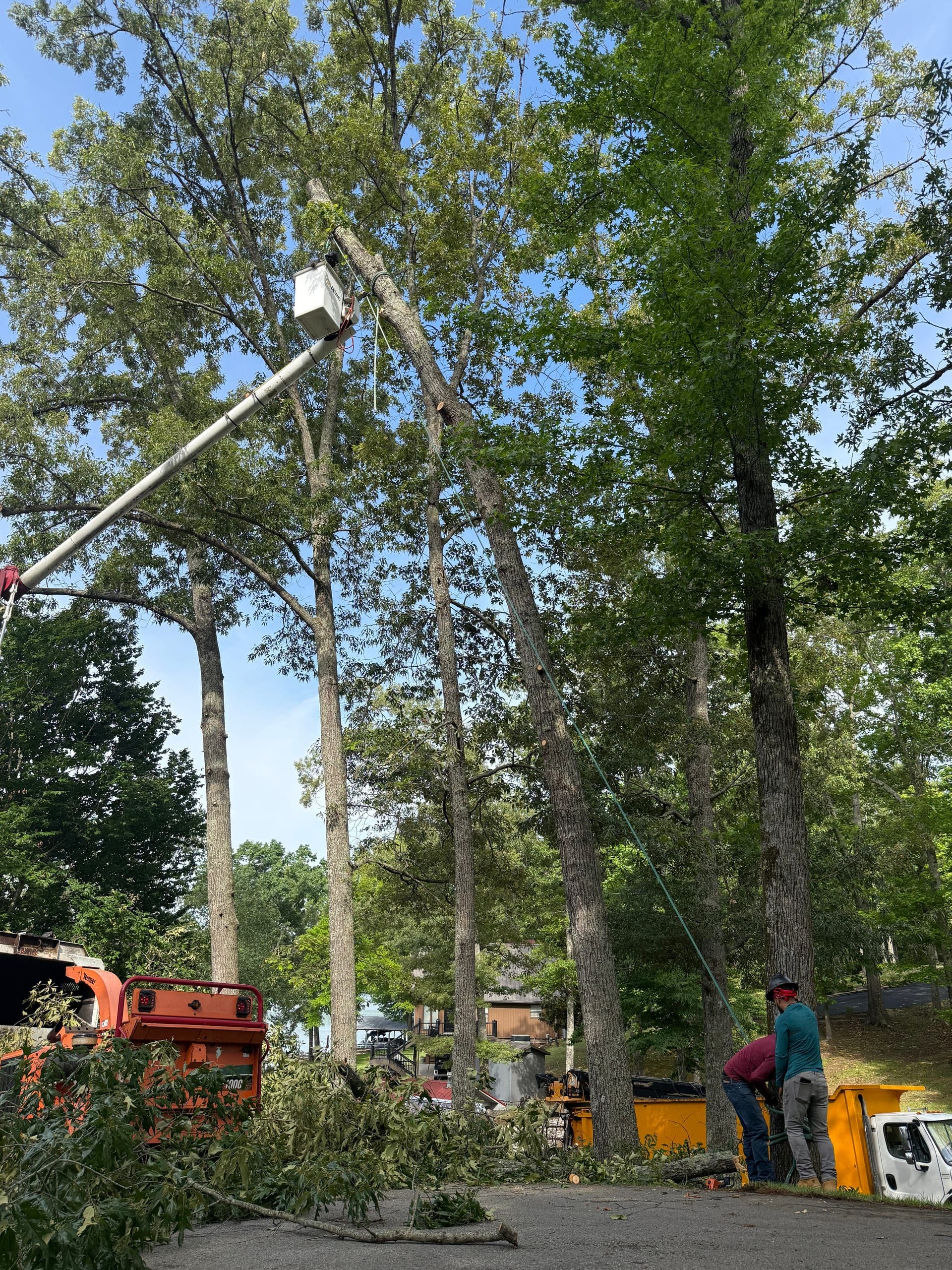 Taylors Tree Service bucket truck and crew actively working a large hardwood removal on a Jackson, TN residential street