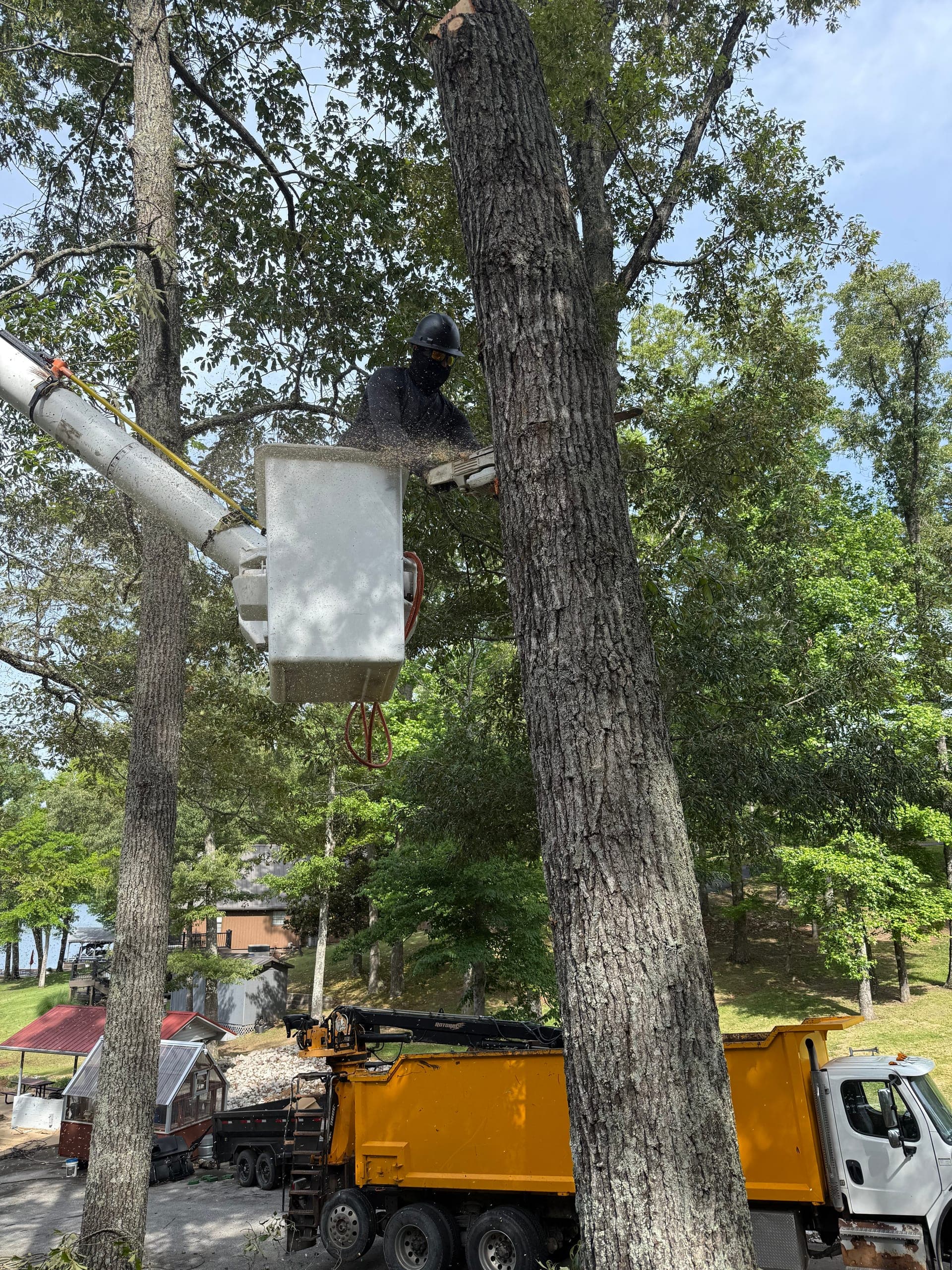 Taylors Tree Service bucket truck on a large oak trunk during an emergency removal