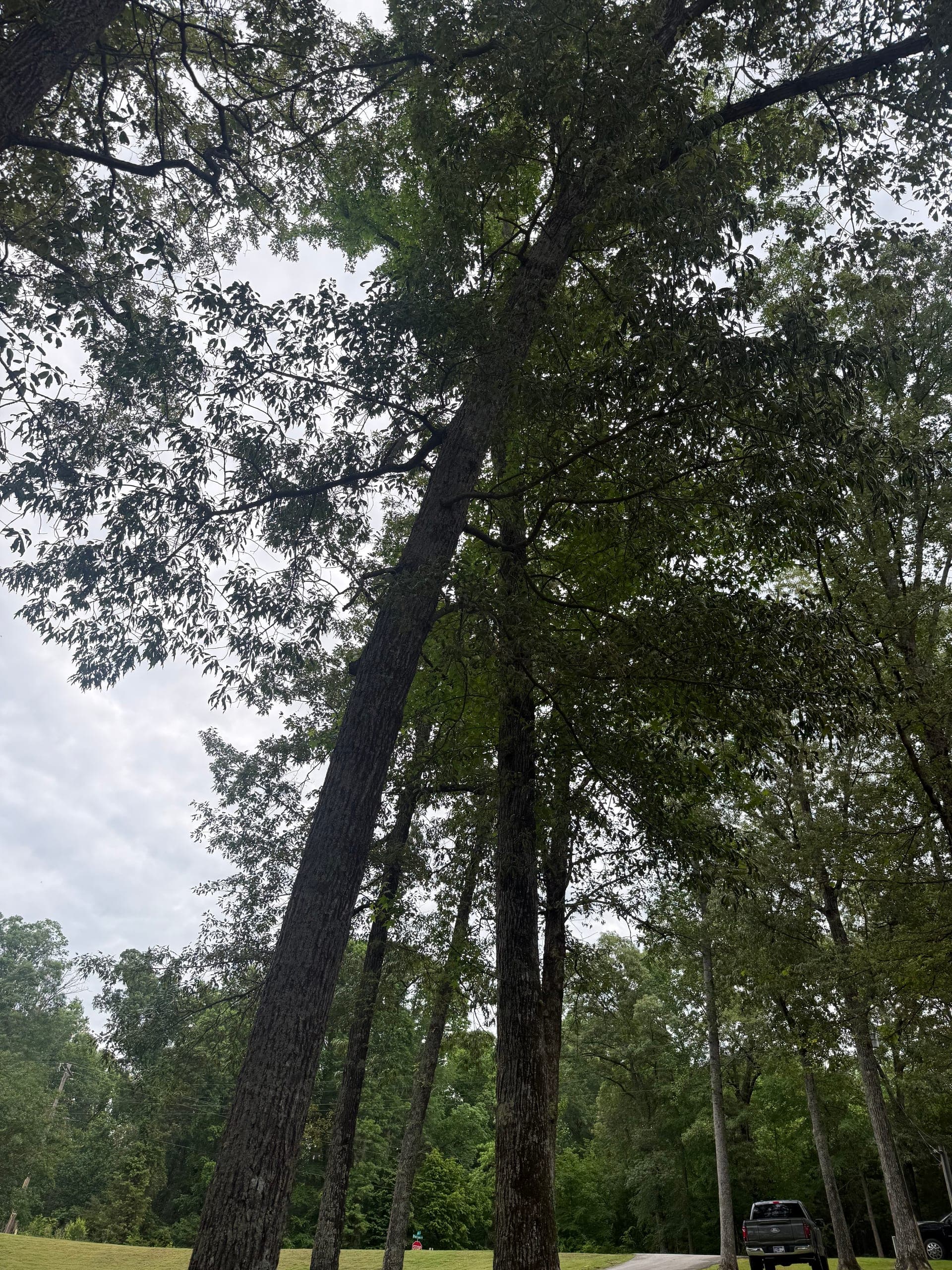 View looking up through a mature hardwood canopy that has been cleanly trimmed by Taylors Tree Service