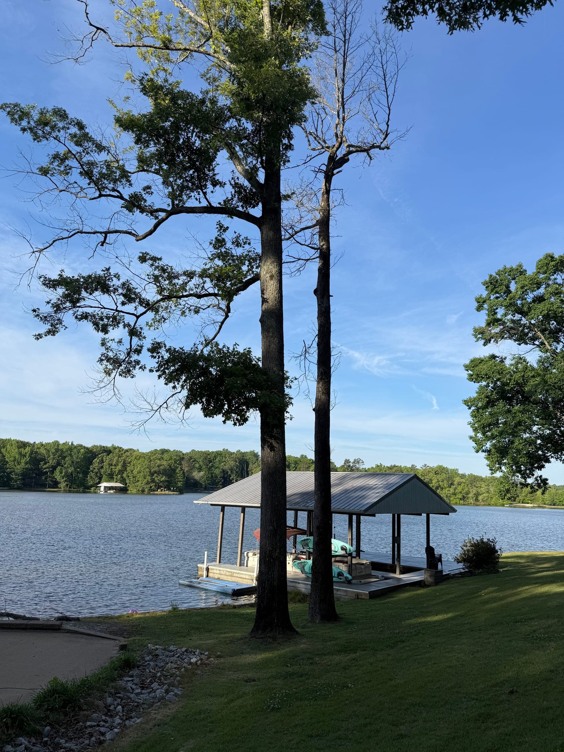 Mature hardwoods on a Tennessee residential property, typical of Taylors Tree Service jobs