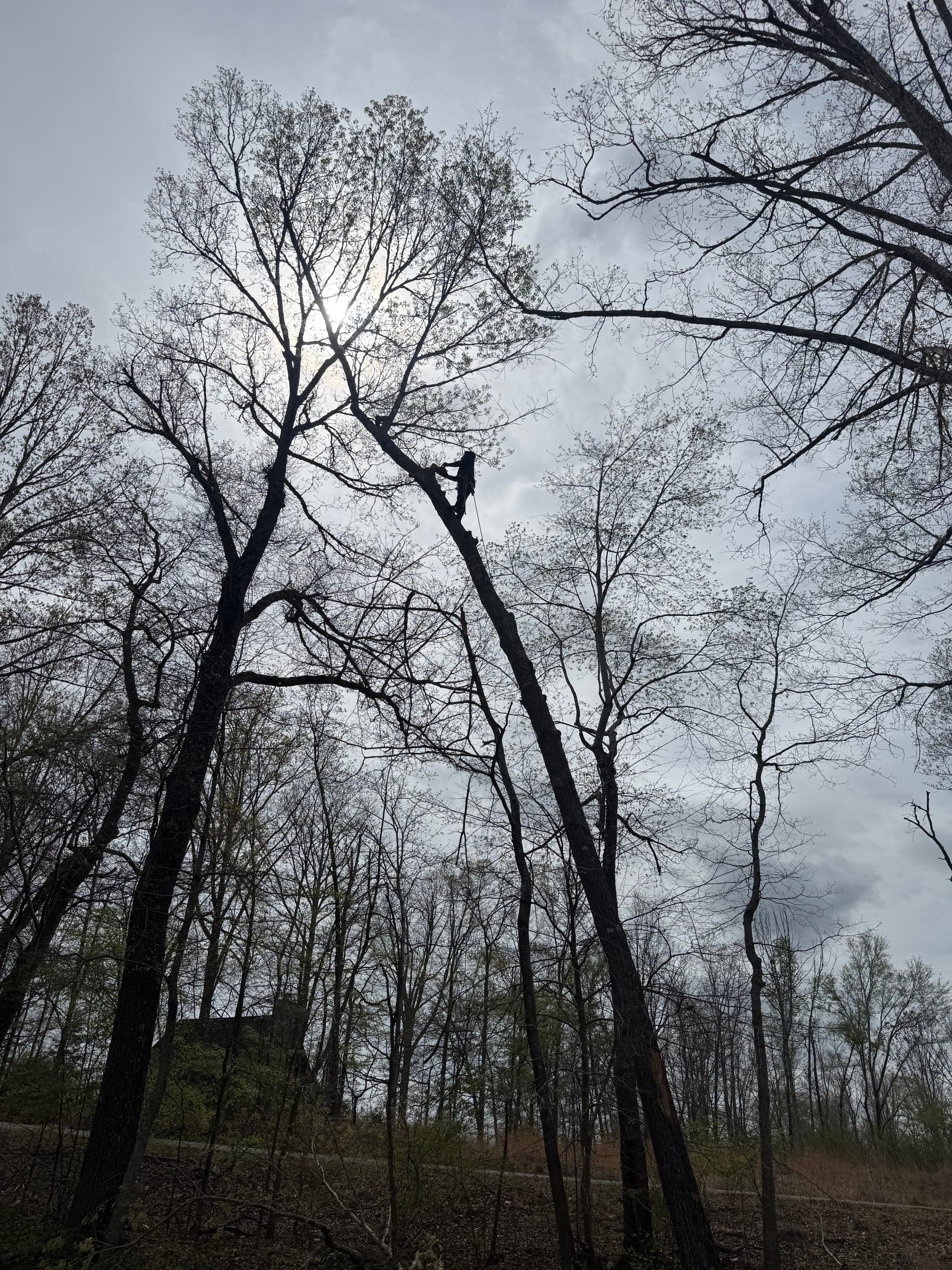 Taylors Tree Service climber working high in a hardwood canopy on a Jackson, TN job