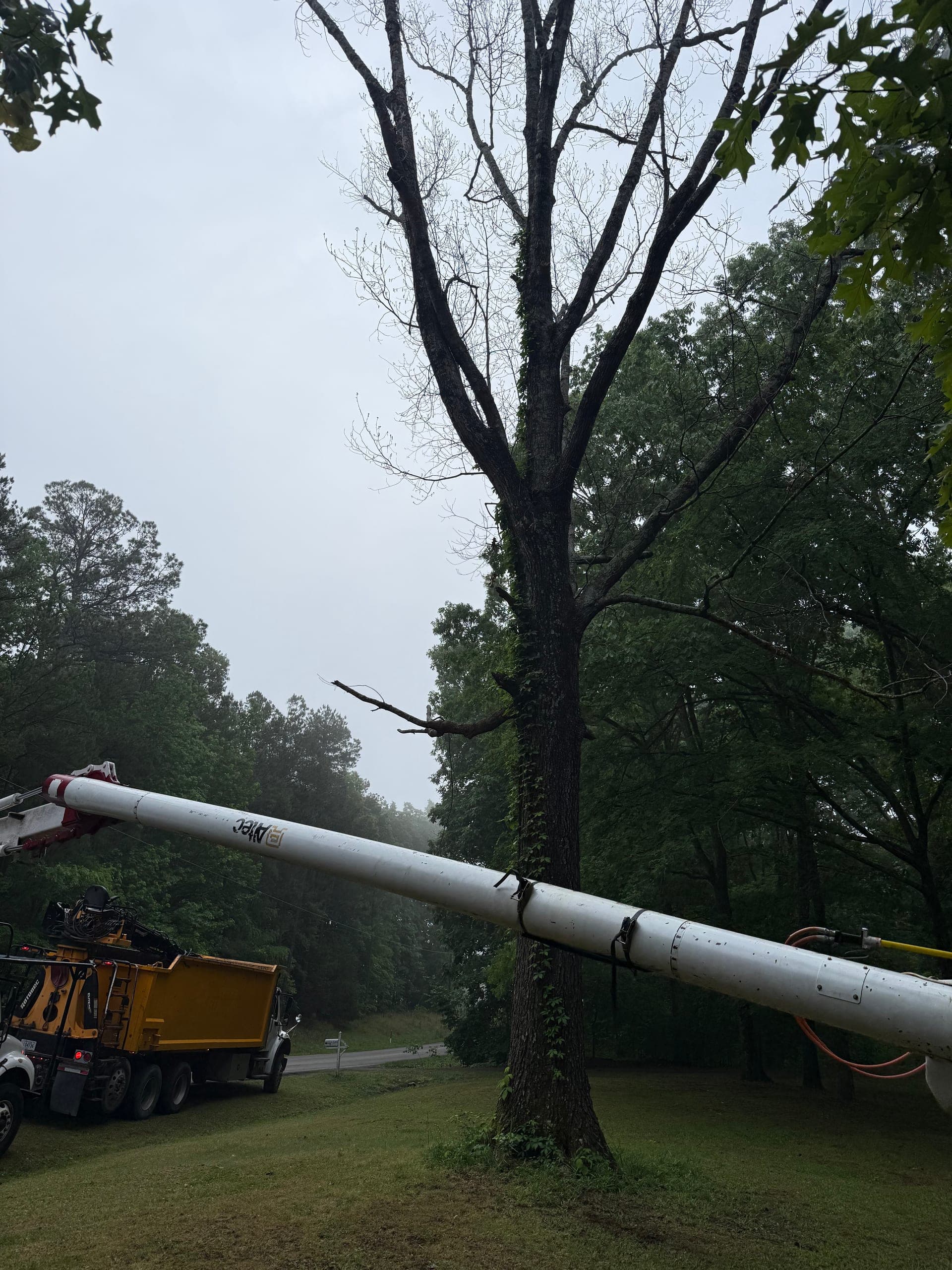 Taylors Tree Service bucket truck extended next to a large oak on a Jackson, TN residential job